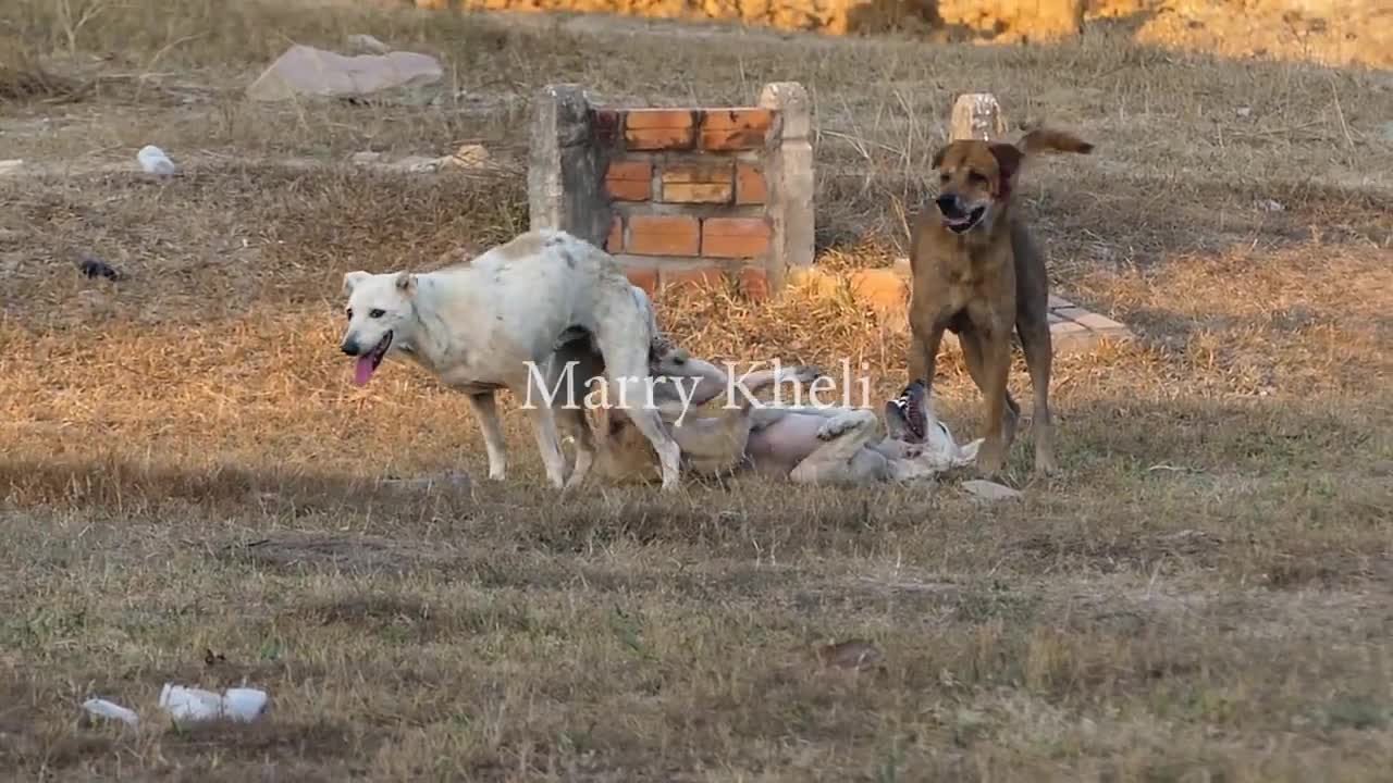 Dogs Get In Fight Because Of Jealousy