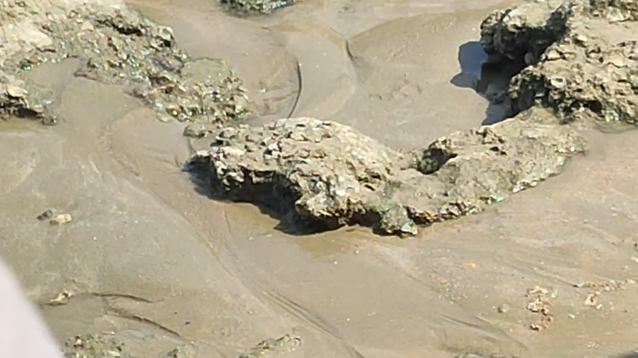 Catching expensive fishes in Hawksbay beach karachi pakistan