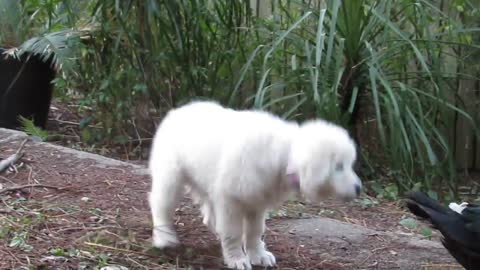 Maremma sheepdog puppy playing with ducks