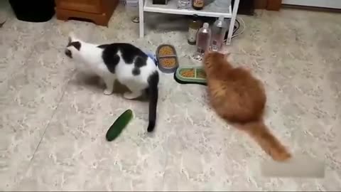 A collection of video that cat afraid of cucumber😂😂🤣🤣