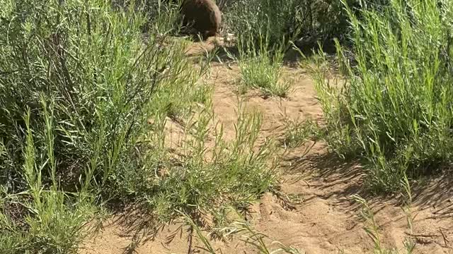 Momma Bear and Her Cubs Visit a Busy Beach