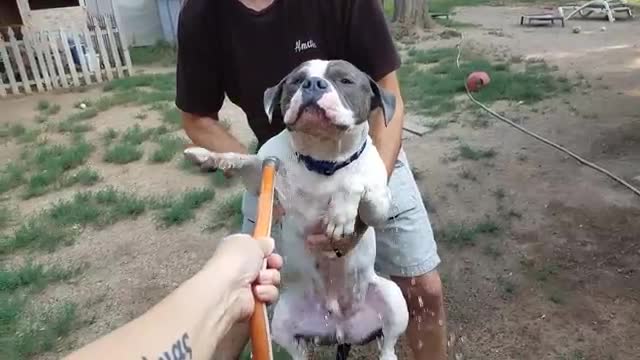 Dog Sprayed With Hose Begins To Air-Swim