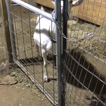 Lizzy Escape Attempt!