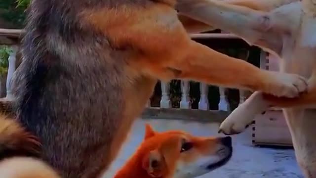 Funny Animals Video #7