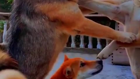 Funny Animals Video #7