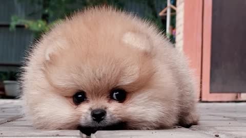 Cute and Funny pomeranian