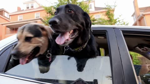 Dogs in Car Stick Head Out Window Excited