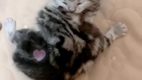 Frolic