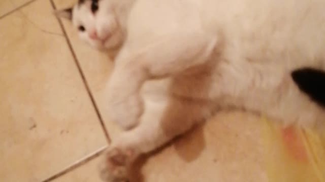 Violent cat