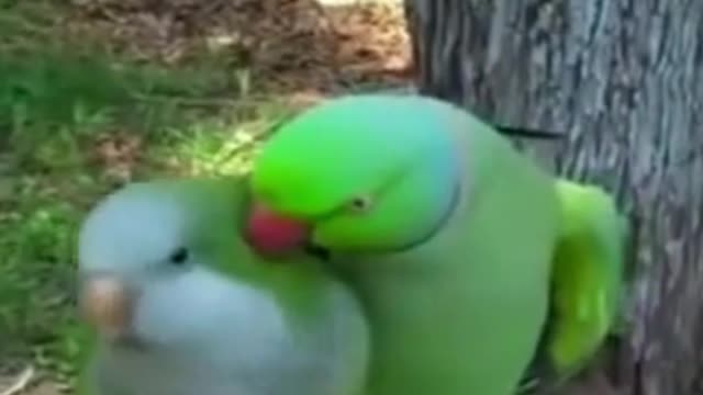 Love between birds Parrot kisses his lover