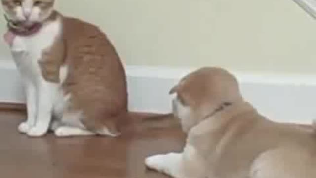 Cat and puppy friendship