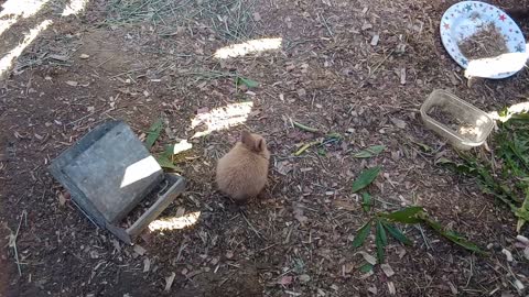 Rabbit family eating in the run again