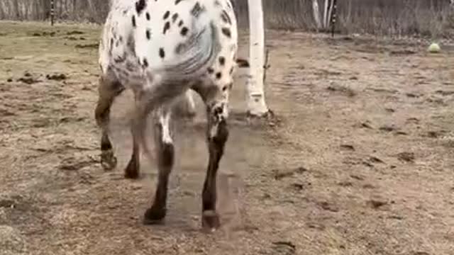 🐴 Horse wants to play