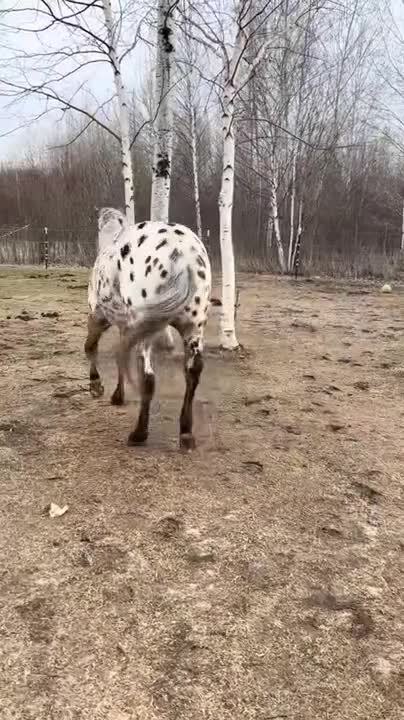 🐴 Horse wants to play