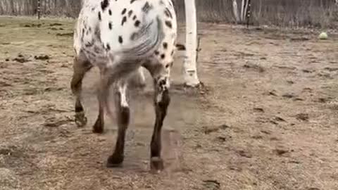 🐴 Horse wants to play