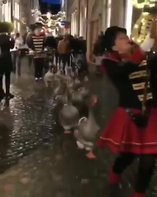 This Is the First Time I've ever Seen a Goose Parade, And it's the Cutest Thing Ever!!