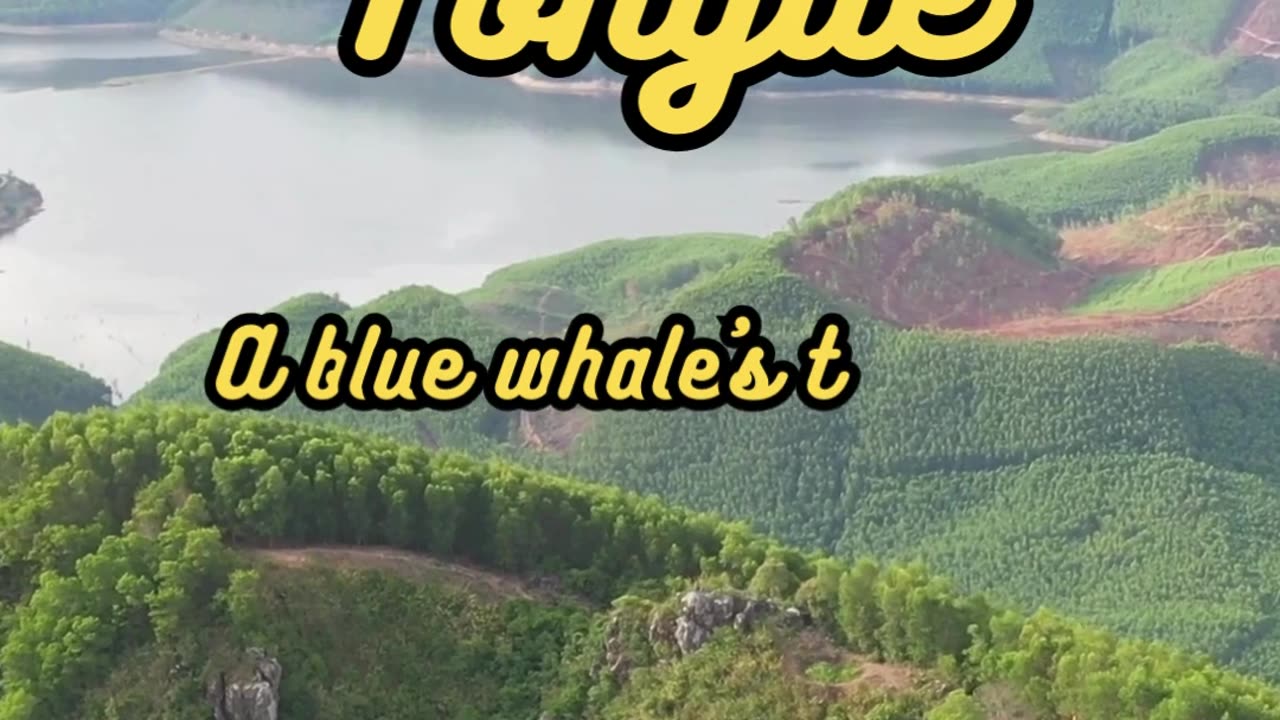 Animal Facts Blue Whale Tongue #shorts