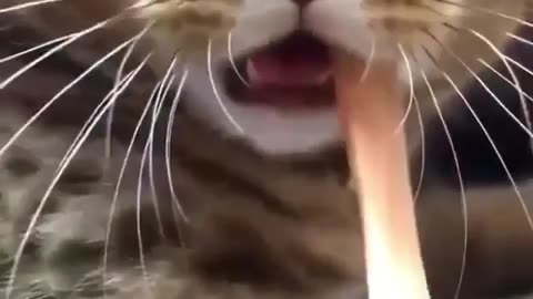 Funny cat video