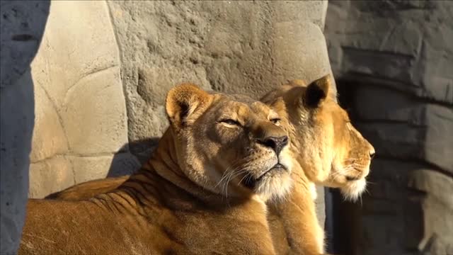 Lion lioness genus Panthera and the family Felidae.