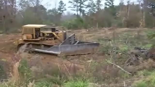 big cat working