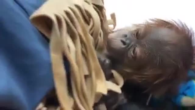 New orangutan at Sedgwick County Zoo