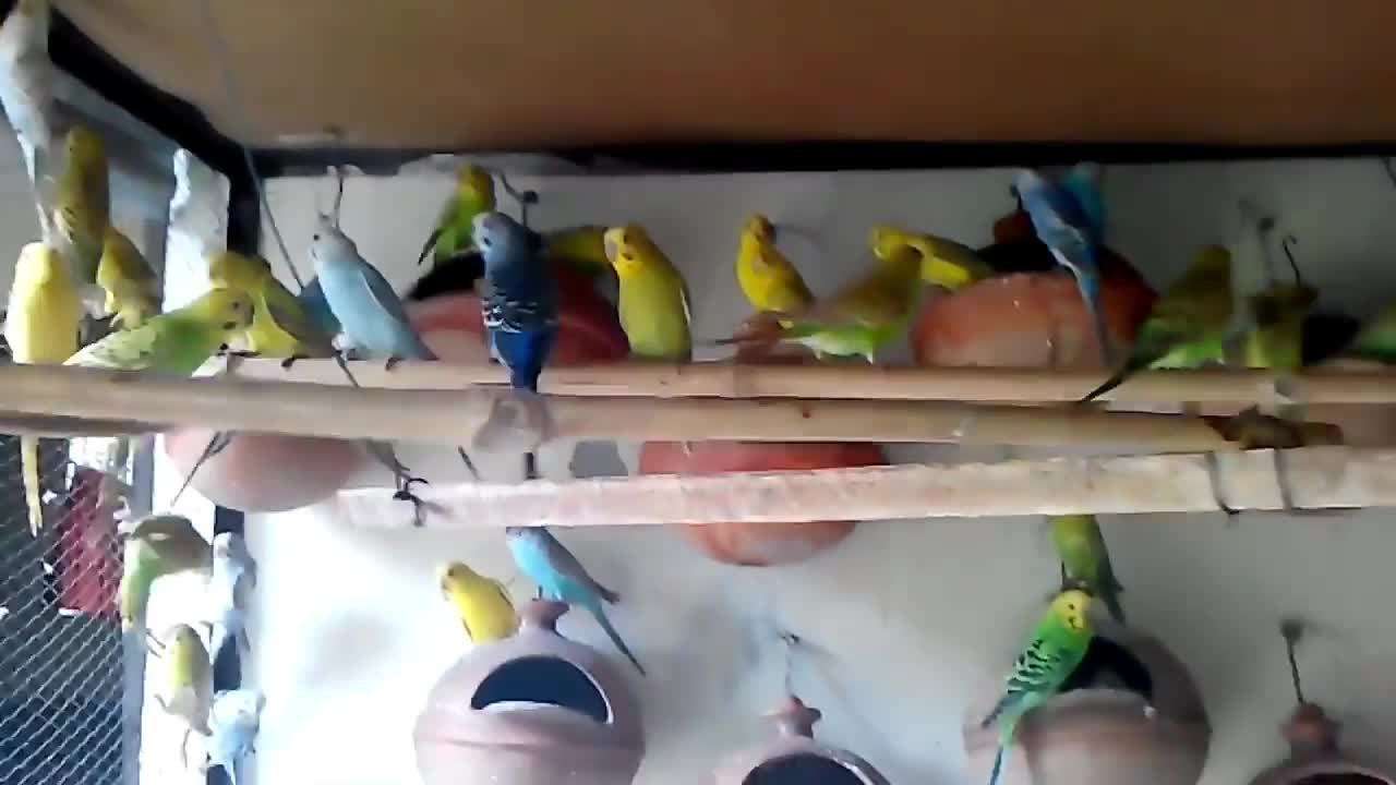 Budgies Parrots colony makes better benefit than cages_p7