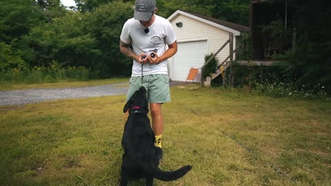 HOW I SAFELY TRAIN MY DOGS COMPLETELY OFF LEASH!