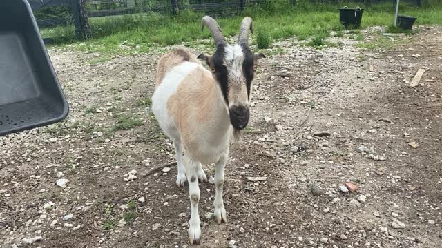 Estelle and Goat Destiny on Stumps 07.2020