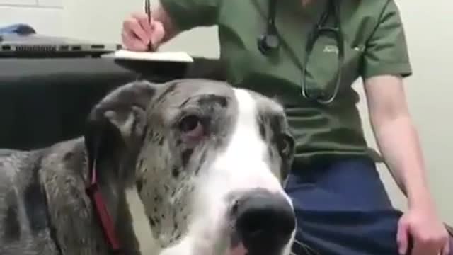 THE GREAT DANE Dog Video 199 - Great Dane Compilation - Tallest Dog in The World