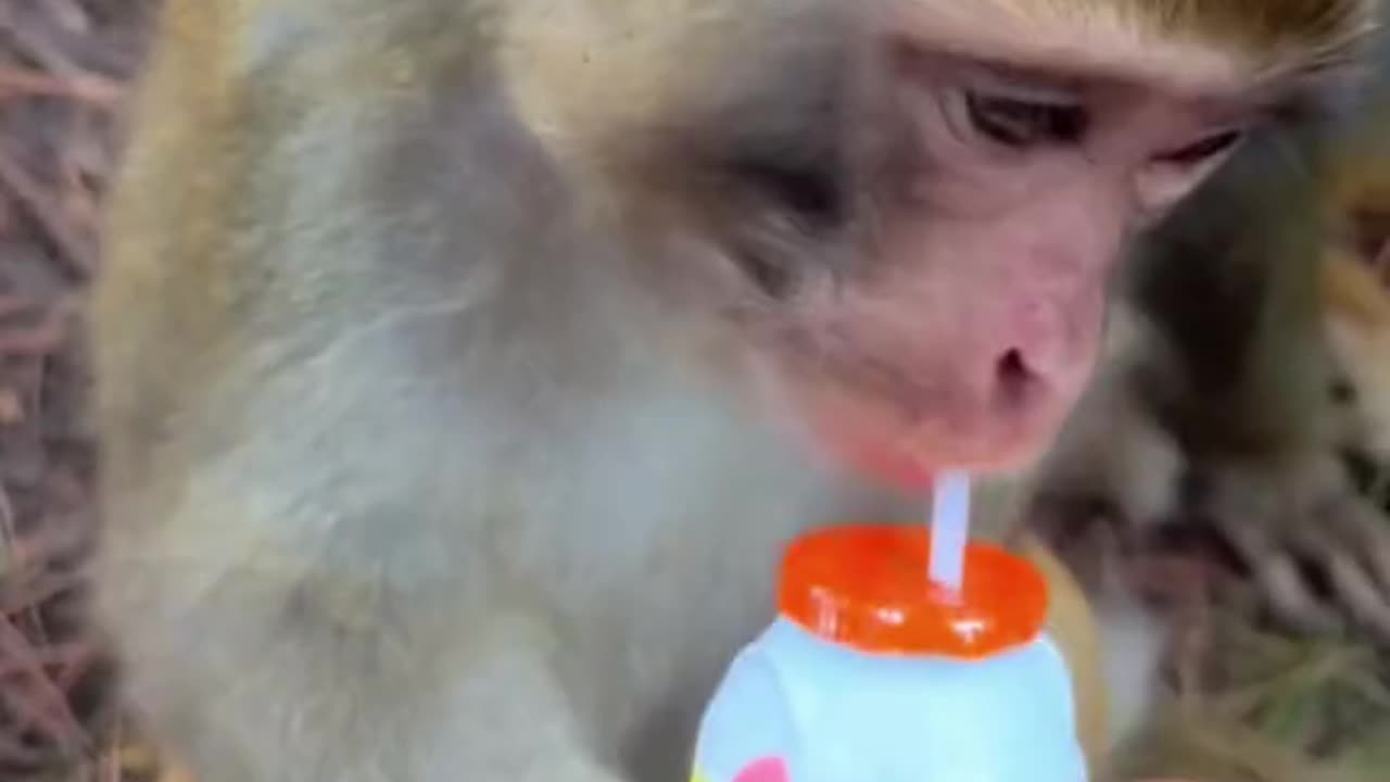 Cute monkey tricks- how they drink milk