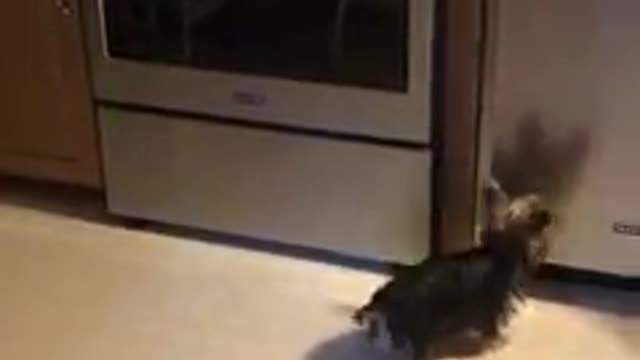 Yorkie throws tantrum upon seeing her reflection