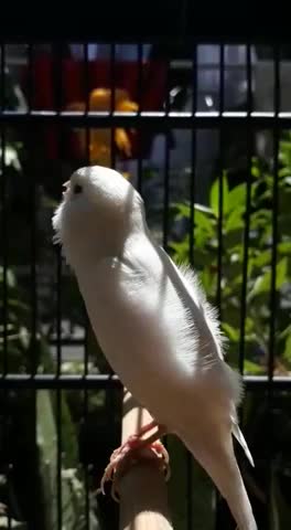 The sounds of beautiful birds are wonderful