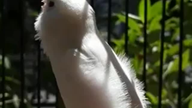 The sounds of beautiful birds are wonderful