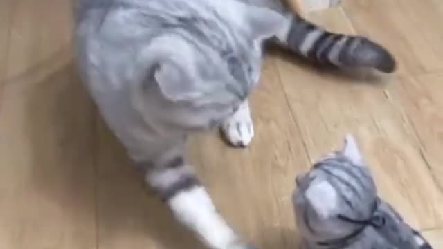 OMG So Cute ♡ Best Funny Cats and Dogs Compilation 2021