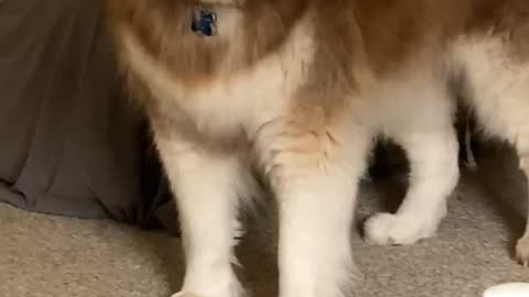 If You Want To Be A Winner, Change Your DOGS Philosophy Now!