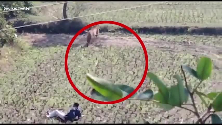 Tiger, cornered by crowd, attacks one man