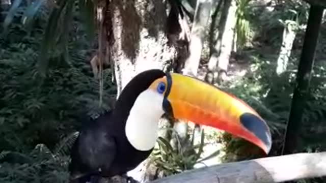 Birds Park in Iguazzu Falls