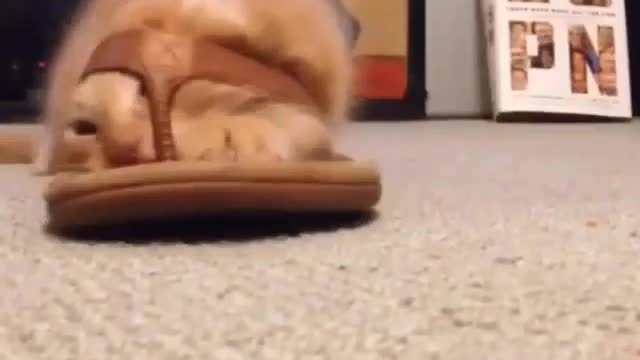 Funny and Cute Cat Videos #256