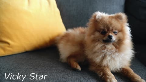 Very Cute Dogs