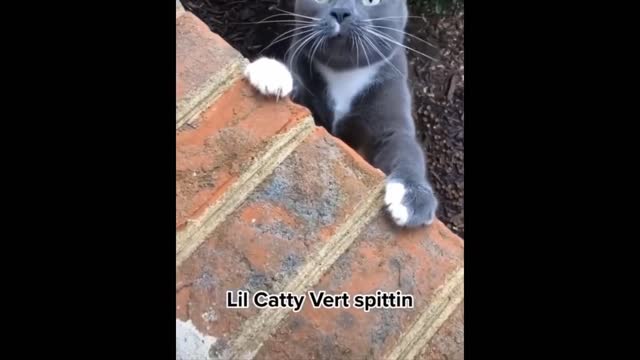 Intruging Cat Videos to make you week --12