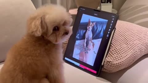 amazing and fun videos