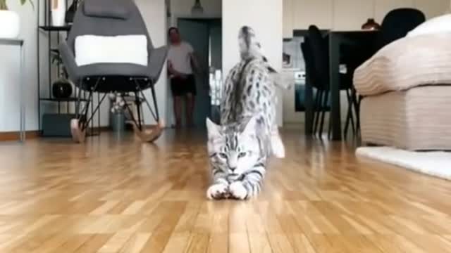Cute funny cats video