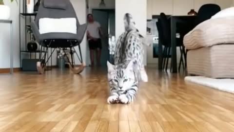 Cute funny cats video