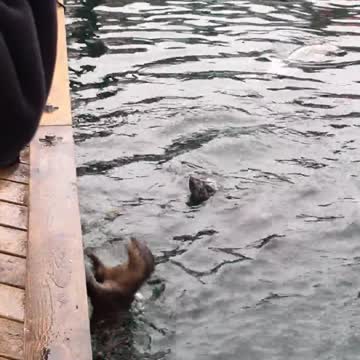 Foca 'ahogándose' es una actriz increíble