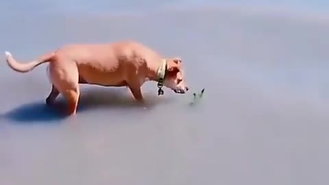 Dog see in the river amazing things 😻