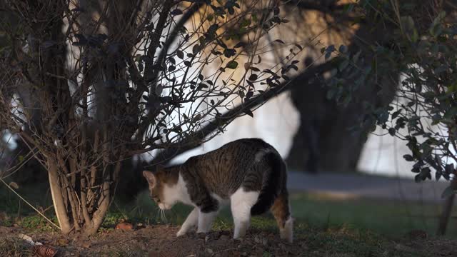 Slow Motion Of A Cat Digging The Soil