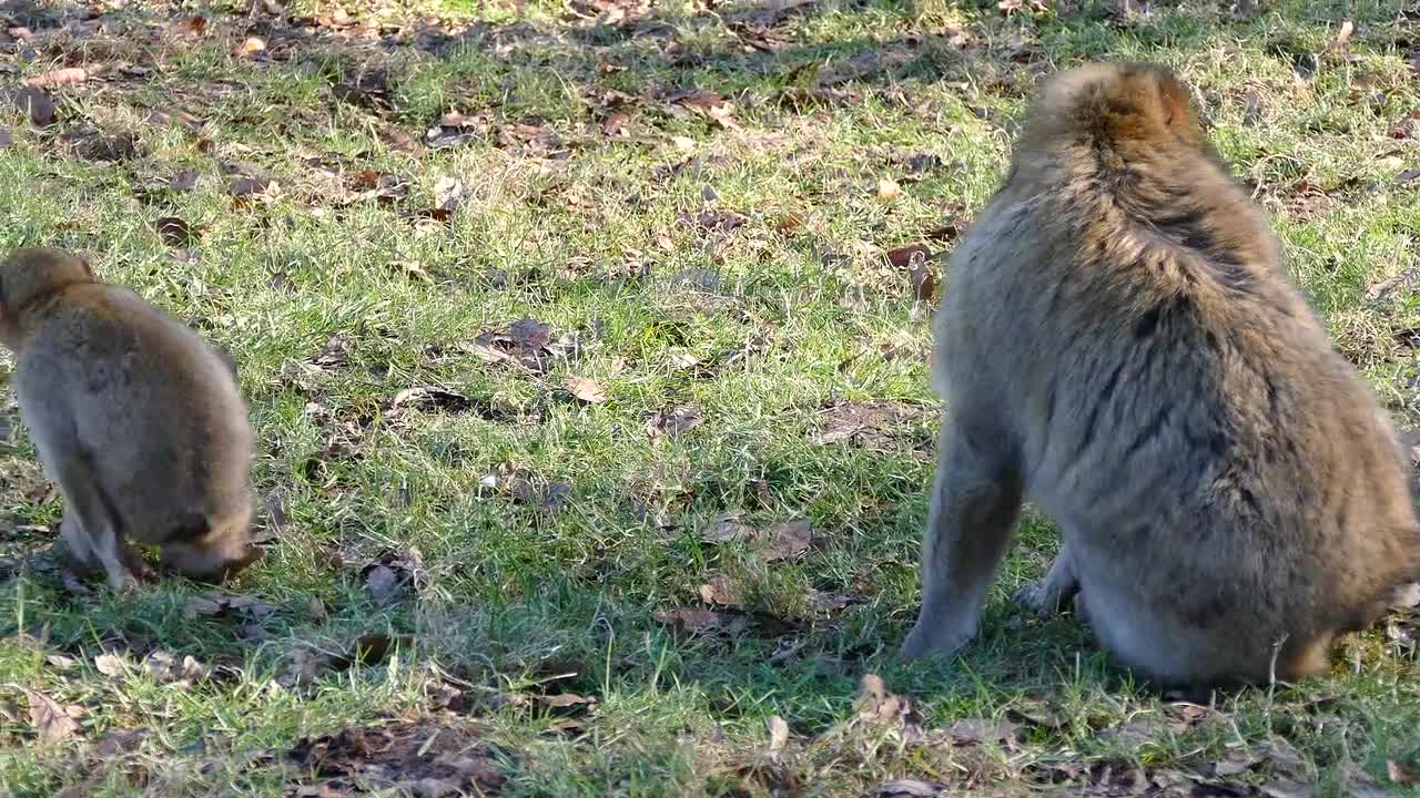 A very funny monkey with his son