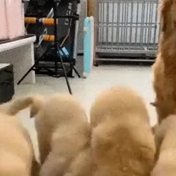 Baby dog eat everyting