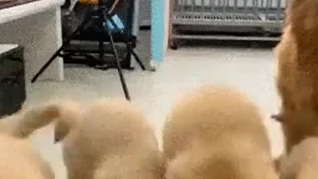 Baby dog eat everyting