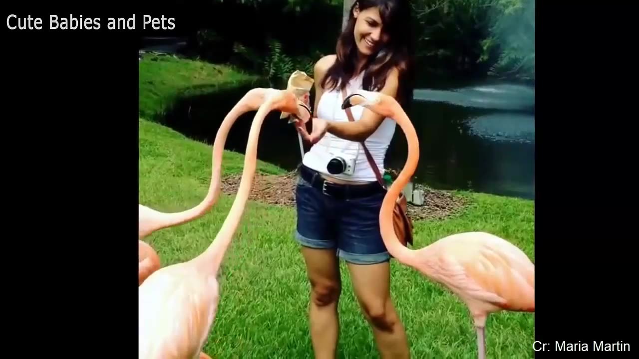 Funny Animals Chasing and Scaring People